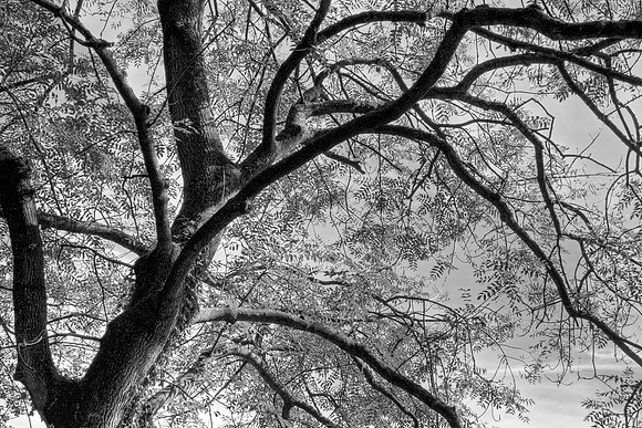 TREE MONO HDR MSP0004616