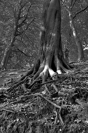 ROOTED TO THE GROUND MONO HDR MSP0004077