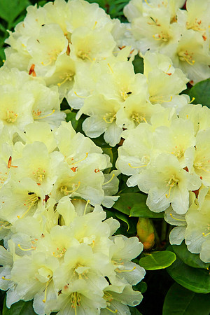 YELLOW RHODEDENDRON MSP0000677