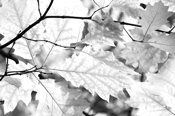 AUTUMN LEAVES MONO MSP0004606