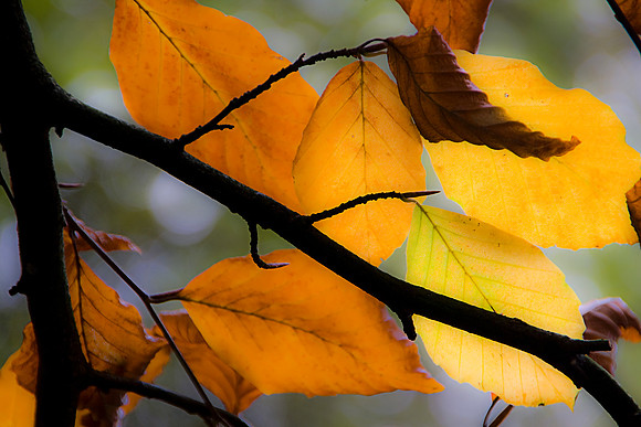 AUTUMN LEAVES MSP0005070