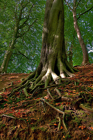 ROOTED TO THE GROUND HDR MSP0004076
