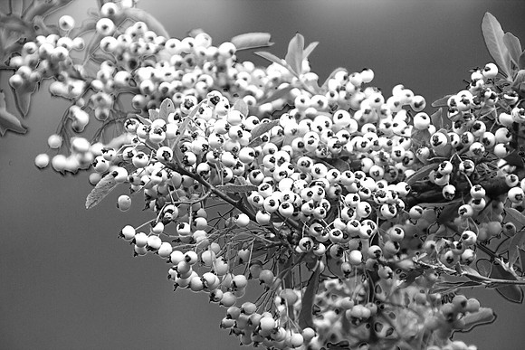 BERRIES MONO MSP0003985
