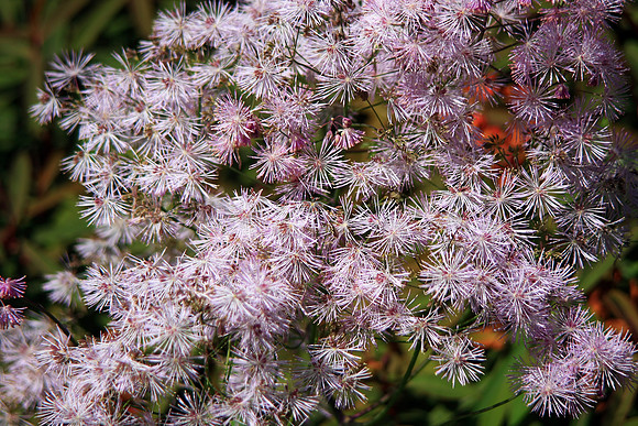 HINTS OF SUMMER 1 MSP0002400