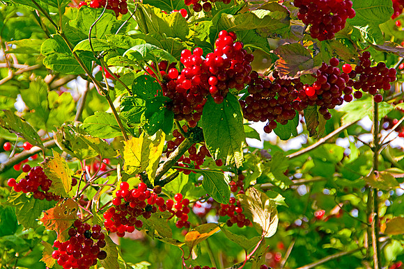 ROWAN TREE HDR MSP0004044