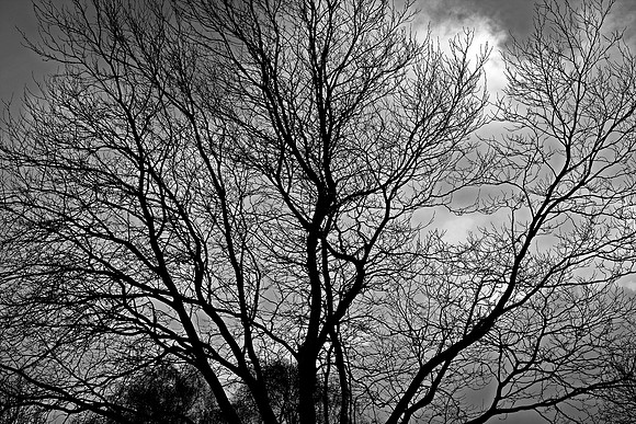TREE MSP0004615