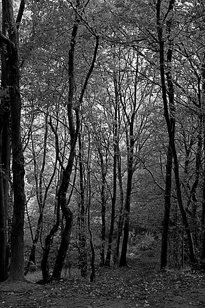 HAUGHTON VALE MONO HDR MSP0004059