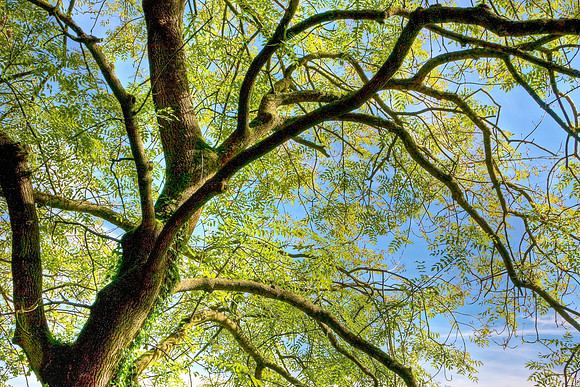 TREE HDR MSP0004613