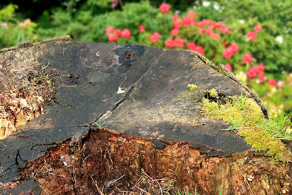 TREE STUMP MSP0000678