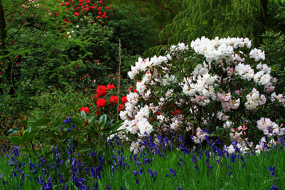 BLUEBELLS AND RHODEDENDRON MSP0000672