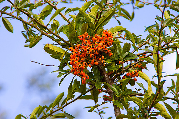 BERRIES MSP0003984