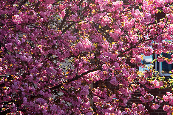 CHERRY BLOSSOM TREE MSP0004590