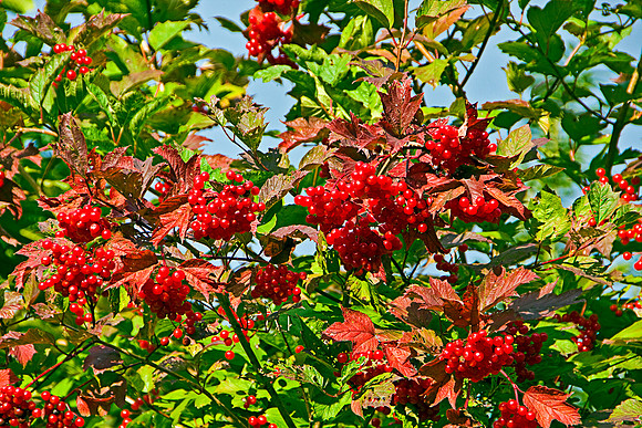 ROWAN TREE MSP0004045