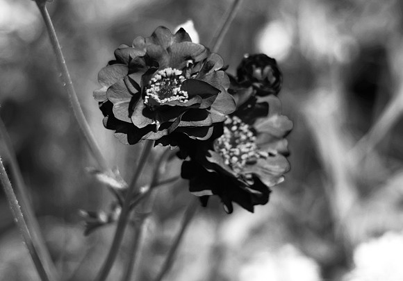 BLACK RHODODENDRON ? MSP0002391