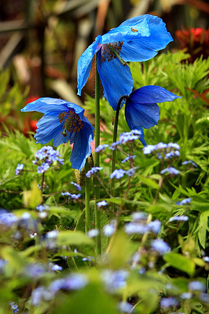 BLUE POPPIES MSP0000697