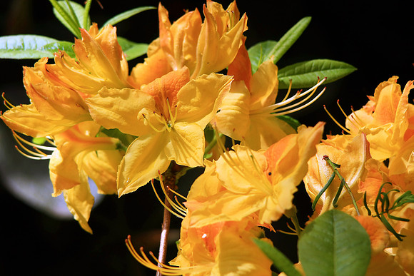 YELLOW RHODODENDRON MSP0002392