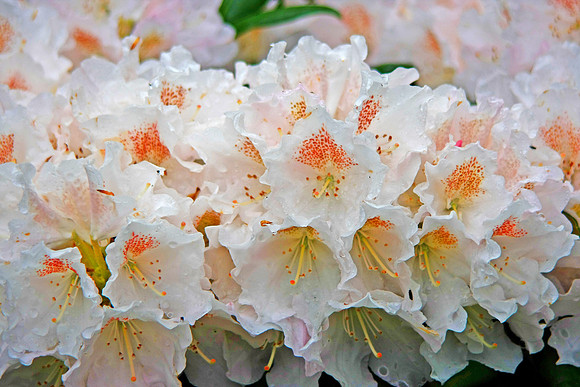 YAK BLANKENESSE RHODEDENDRON MSP0000680