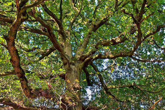TREE HDR MSP0004614