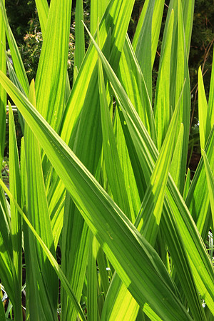 LEAVES OF GREEN MSP0000682