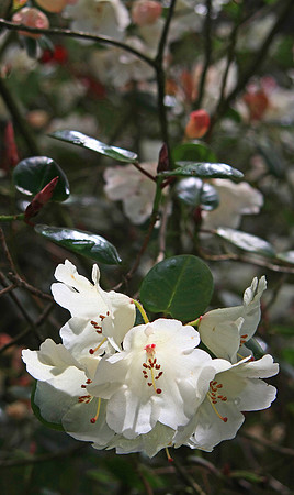 COWSLIP RHODEDENDRON MSP0000690