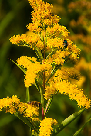 MELLOW YELLOW MSP0003997