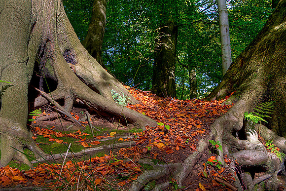 ROOTED TO THE GROUND HDR MSP0004057