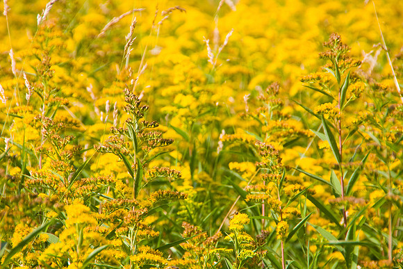 MELLOW YELLOW MSP0003999