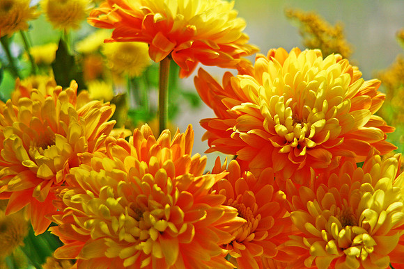 YELLOW CHRYSANTHEMUMS MSP0000904