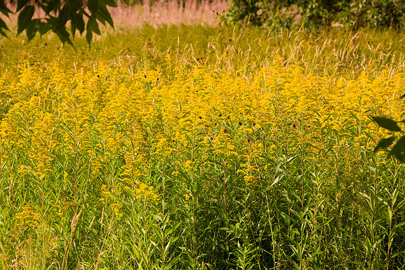 MELLOW YELLOW MSP0003995