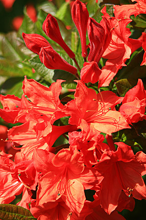 AZALEA MSP0000769