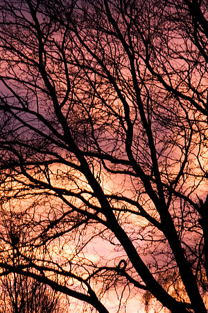 SUNRISE MSP0004609