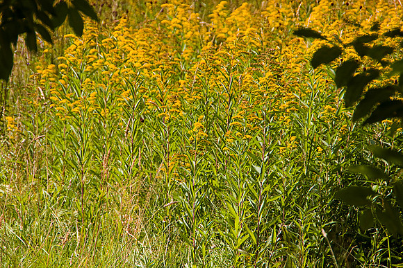 MELLOW YELLOW MSP0003991