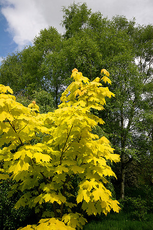 DAYS OF SUMMER MSP0000342