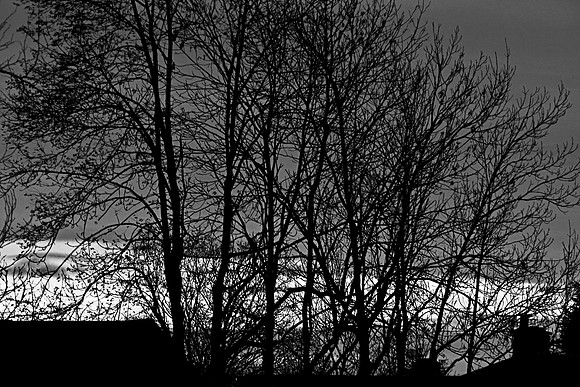 SUNRISE MONO MSP0003961
