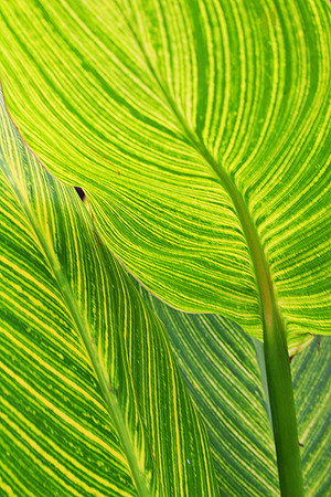 LEAVES OF GREEN MSP0000529