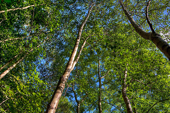 REACH FOR THE SKIES HDR MSP0004052