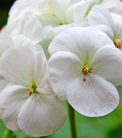 WHITE GERANIUM MSP0000261