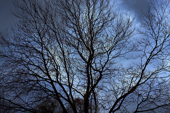 TREE HDR MSP0004612