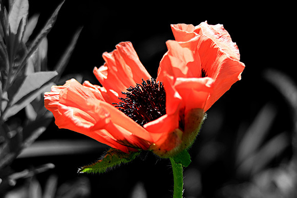 POPPY MSP0000649
