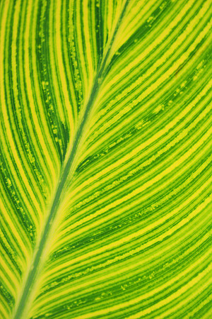 LEAVES OF GREEN MSP0000528