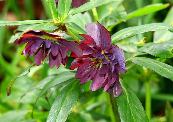 WIDOW PLANT MSP0000656