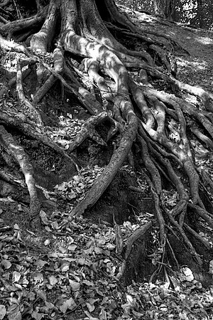 ROOTED TO THE GROUND MONO HDR MSPOOO4075
