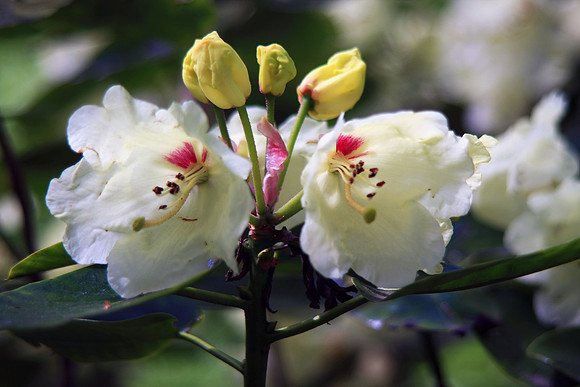 RHODODENDRON MSP0002394