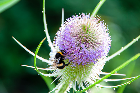 WILD TEASEL MSP0006246