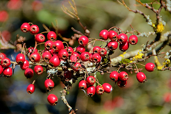 BERRIES HDR MSP0003970
