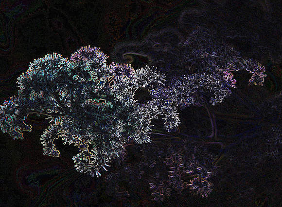 FLORAL ABSTRACT MSP0002399