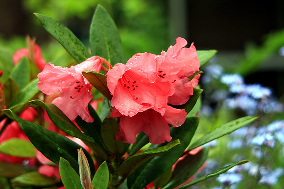 TITIAN BEAUTY RHODEDENDRON MSP0000653