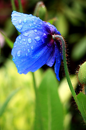 BLUE POPPY MSP0000696