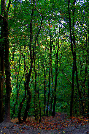HAUGHTON VALE HDR MSP0004058