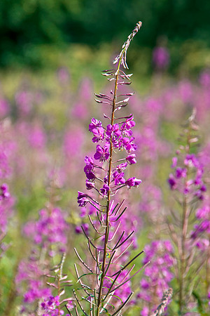 PURPLE MSP0005113